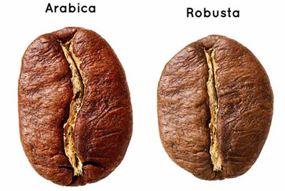 arabica-vs-robusta